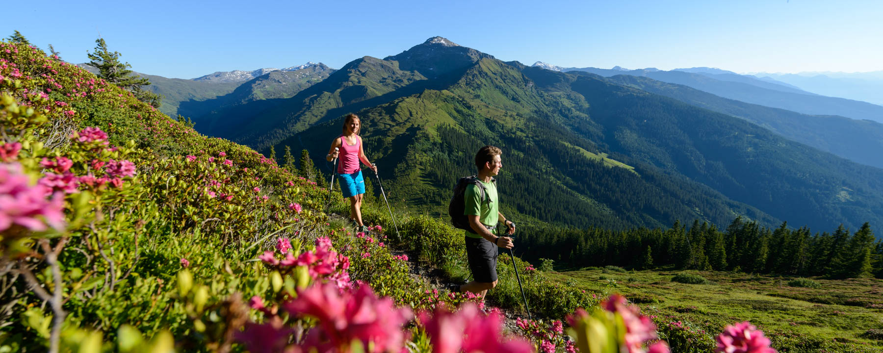 Wanderurlaub mit Almrosen in den Tuxer Alpen 2